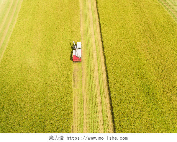 联合收割机与水稻养殖场的鸟瞰图